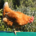 Joy Adams design chook house cover