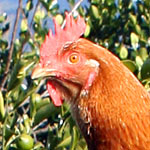 Joy Adams design chook house cover