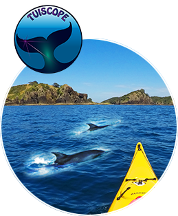 The bow of Tui's kayak with dolphins and islands beyond.